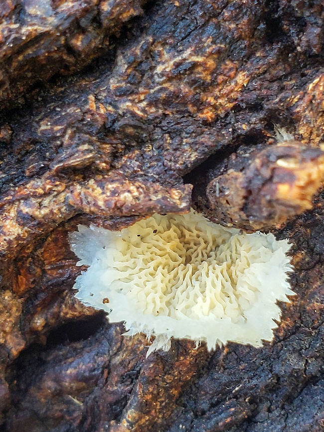 Tucked In  Forest,Fungi,Geotagged,United States,Winter,branch,mushroom