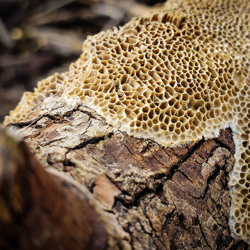 Upside down  Cerioporus Mollis,Forest,Fungi,branch