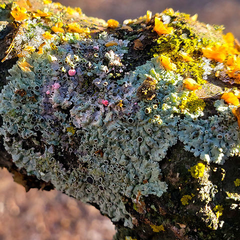 It's a Party  Forest,Fungi,Lichen,branch,mushroom