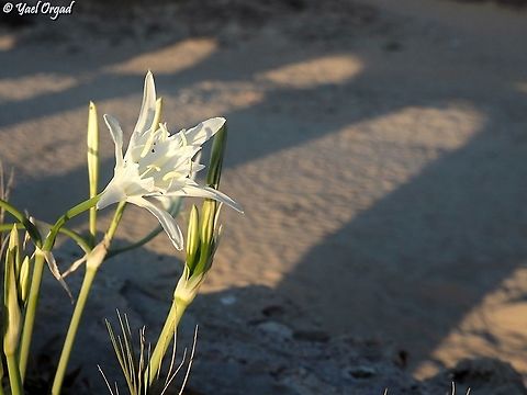 Pancratium maritimum on the Aqueduct 2000 years ago the Romans ruled here, and they built an aqueduct to pass water to the city of Caesarea (that was built in honor of Julius Caesar). 
today some parts of it still stand, no longer passing water - but every summer the Sea Daffodils bloom there. the flowers open about an hour before sunset, so you get all kinds of lovely photo-ops, like here: the flowers with the shadows of the Aqueduct's arches.  Geotagged,Israel,Pancratium maritimum,Sea daffodil,Summer