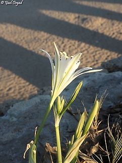 Sea Daffodil on the Roman Aqueduct  Geotagged,Israel,Pancratium maritimum,Sea daffodil,Summer