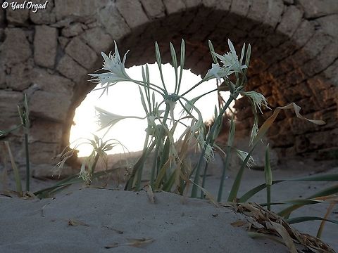 Pancratium maritimum under the Roman Aqueduct  Geotagged,Israel,Pancratium maritimum,Sea daffodil,Summer