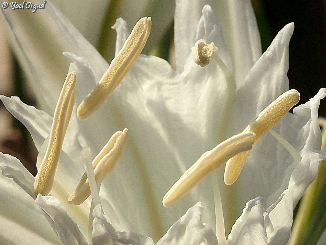 close up on the stamens and carpel Pancratium maritimum Geotagged,Israel,Pancratium maritimum,Sea daffodil,Summer