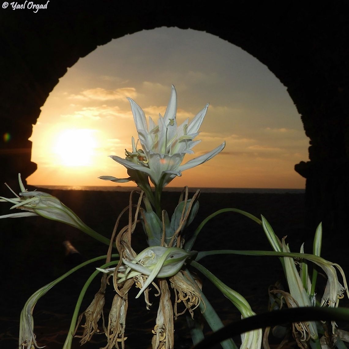 Sunset, Ancient Roman Aqueduct, Sea and Pancratium maritimum. what else would you need? <br />
the Ultimate picture...  Geotagged,Israel,Pancratium maritimum,Sea daffodil,Summer