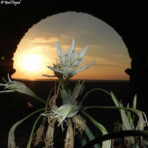 Sunset, Ancient Roman Aqueduct, Sea and Pancratium maritimum. what else would you need? 
the Ultimate picture...  Geotagged,Israel,Pancratium maritimum,Sea daffodil,Summer