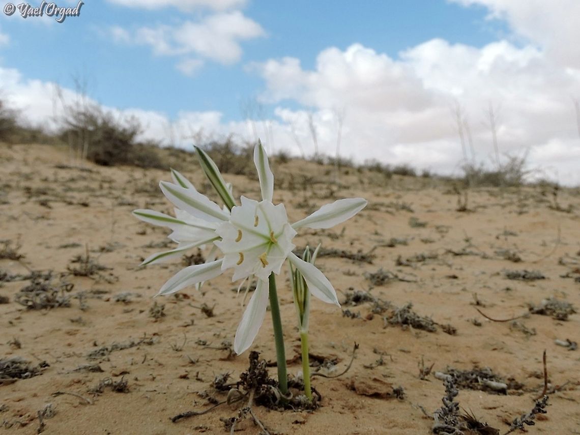 the desert Pancratium this plant flowers in the fall, before the first rains. <br />
the leaves sprout in the winter, and it grows in the desert sands.  Fall,Geotagged,Israel,Pancratium sickenbergeri,rain flower
