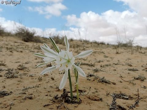 the desert Pancratium this plant flowers in the fall, before the first rains. 
the leaves sprout in the winter, and it grows in the desert sands.  Fall,Geotagged,Israel,Pancratium sickenbergeri,rain flower