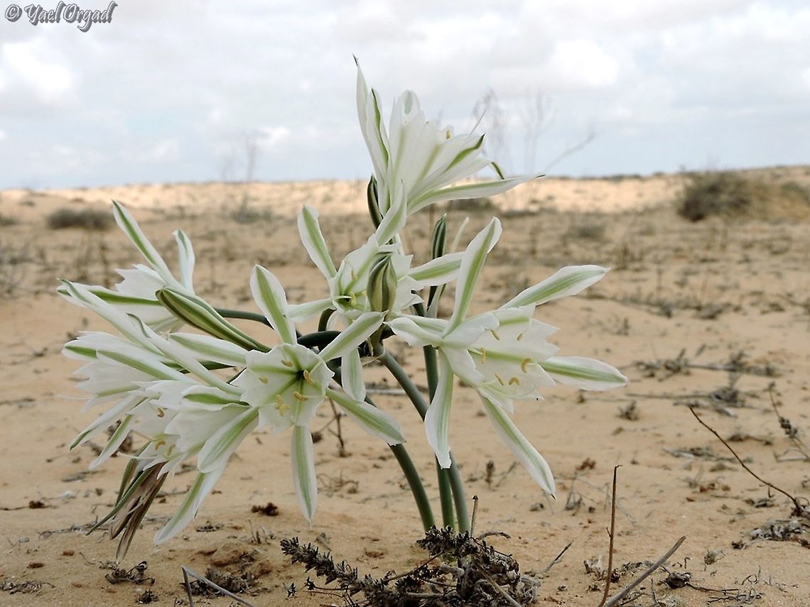 Pancratium sickenbergeri growing in the sands  Fall,Geotagged,Israel,Pancratium sickenbergeri,rain flower