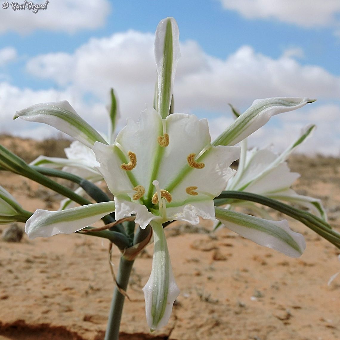 Pancratium sickenbergeri growing in the sands  Fall,Geotagged,Israel,Pancratium sickenbergeri,rain flower