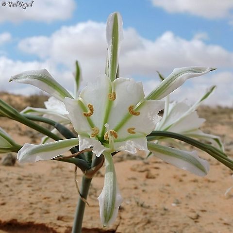 Pancratium sickenbergeri growing in the sands  Fall,Geotagged,Israel,Pancratium sickenbergeri,rain flower