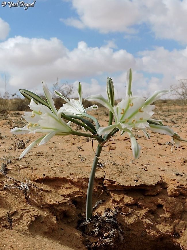 Pancratium sickenbergeri  Fall,Geotagged,Israel,Pancratium sickenbergeri,rain flower