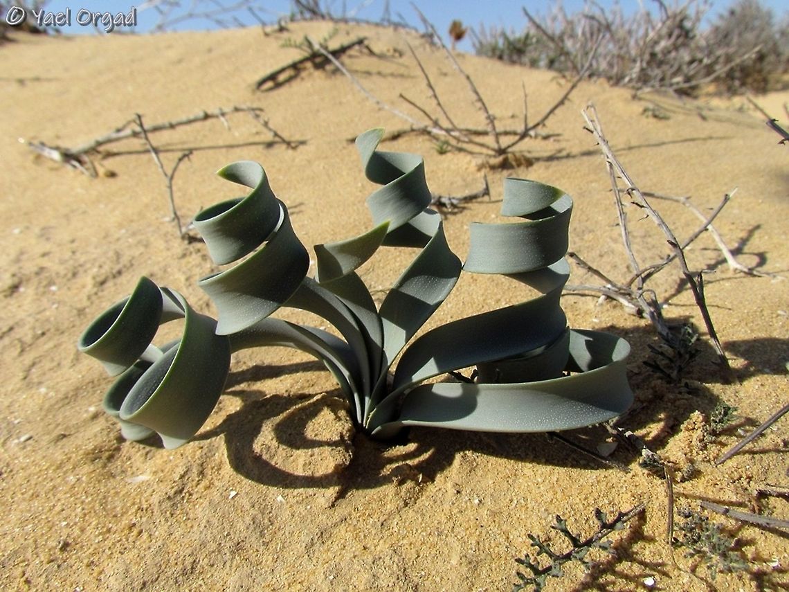 Pancratium sickenbergeri - leaves  Geotagged,Israel,Pancratium sickenbergeri,Winter,rain flower