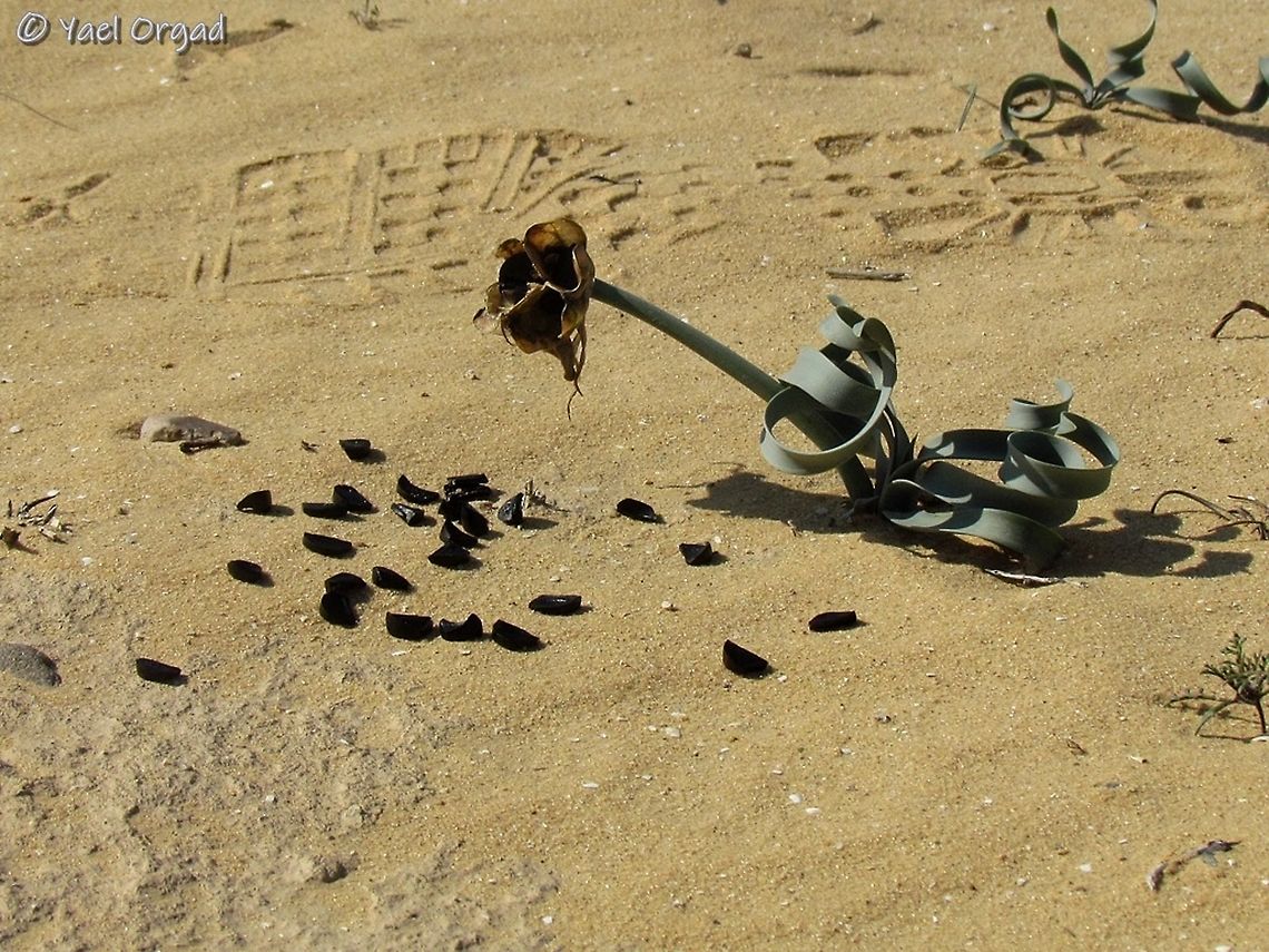 Pancratium sickenbergeri spreading seeds  Geotagged,Israel,Pancratium sickenbergeri,Winter,rain flower