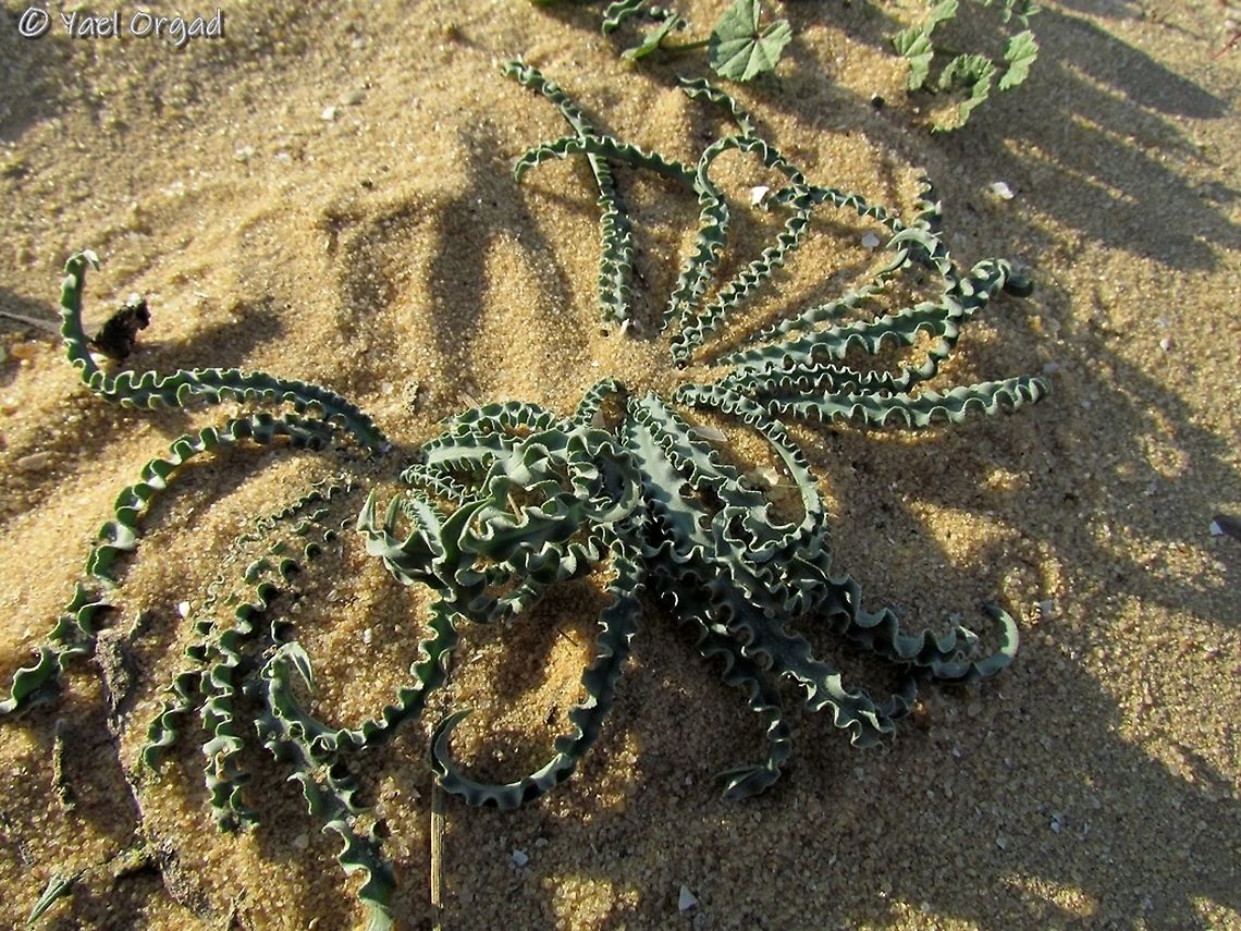 Drimia palaestina leaves the flower is in the late summer-early autumn. the leaves come out in the winter.  Drimia palaestina,Drimia undata,Geotagged,Israel,Winter