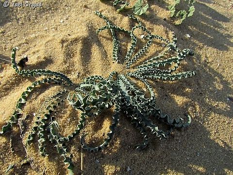 Drimia palaestina leaves the flower is in the late summer-early autumn. the leaves come out in the winter.  Drimia palaestina,Drimia undata,Geotagged,Israel,Winter