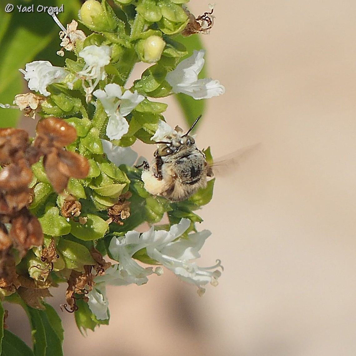 Amegilla sadly, even a world renowned bee expert was unable to identify my Amegilla bee. it visited me on my rooftop terrace.  Amegilla sp.,Geotagged,Israel,Summer