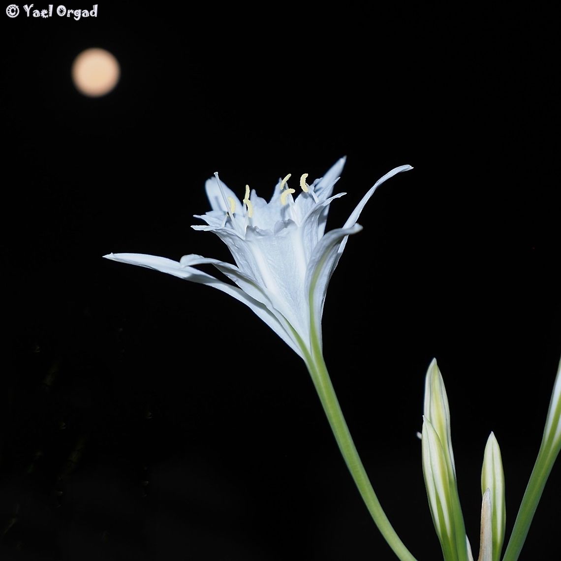 Aspiring to the moon night photography: Pancratium maritimum with the moon.  Geotagged,Israel,Pancratium maritimum,Sea daffodil,Summer