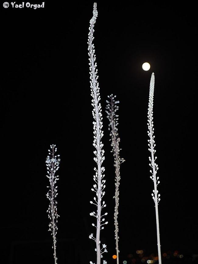 Drimia aphylla and the moon  Drimia aphylla,Geotagged,Israel,Maritime squill,Summer