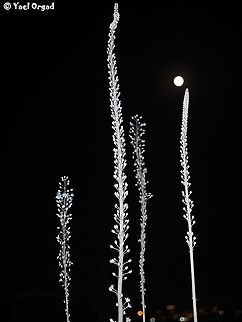 Drimia aphylla and the moon  Drimia aphylla,Geotagged,Israel,Maritime squill,Summer