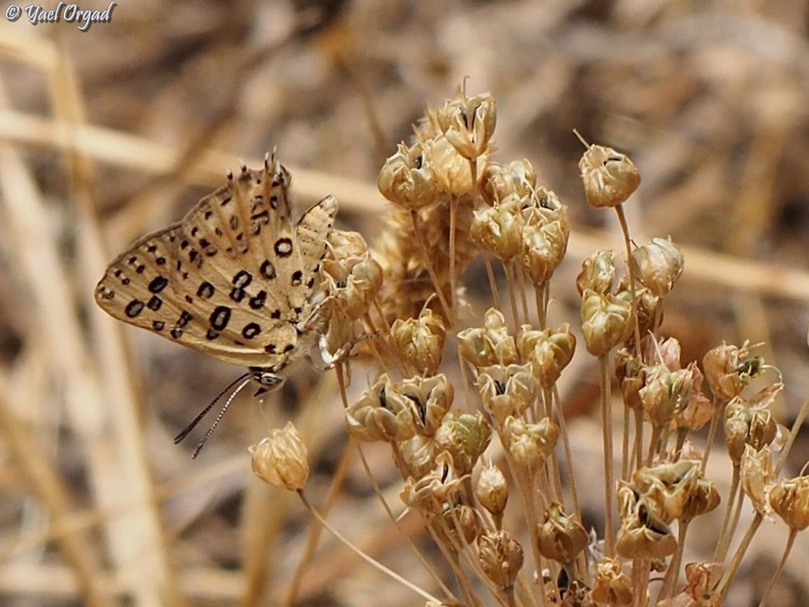 Apharitis cilissa -  Levantine Silverline a rare and endangered butterfly in Israel, active in the end of spring to early summer. <br />
this butterfly has a very special collaboration with ants (as several other species of this family) - the female lays the egg close to an ant-trail. the ants collect the egg to their nest, and tend to the caterpillars - getting them food and protecting them from predators. in return, the caterpillar is secreting honeydew - and the ants eat it. when time comes, the caterpillar turns to cocoon, and the ants pass the cocoons closer to the nests&#039; exit. when the butterfly emerges, it will crawl out of the ants nest and to the open air.  Cigaritis cilissa,Geotagged,Israel,Spring