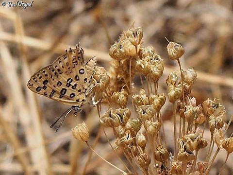 Apharitis cilissa -  Levantine Silverline a rare and endangered butterfly in Israel, active in the end of spring to early summer. 
this butterfly has a very special collaboration with ants (as several other species of this family) - the female lays the egg close to an ant-trail. the ants collect the egg to their nest, and tend to the caterpillars - getting them food and protecting them from predators. in return, the caterpillar is secreting honeydew - and the ants eat it. when time comes, the caterpillar turns to cocoon, and the ants pass the cocoons closer to the nests' exit. when the butterfly emerges, it will crawl out of the ants nest and to the open air.  Cigaritis cilissa,Geotagged,Israel,Spring