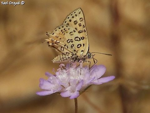 Apharitis cilissa -  Levantine Silverline  Cigaritis cilissa,Geotagged,Israel,Spring