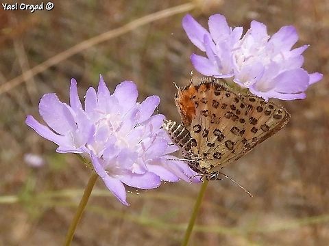 Apharitis cilissa -  Levantine Silverline  Cigaritis cilissa,Geotagged,Israel,Spring