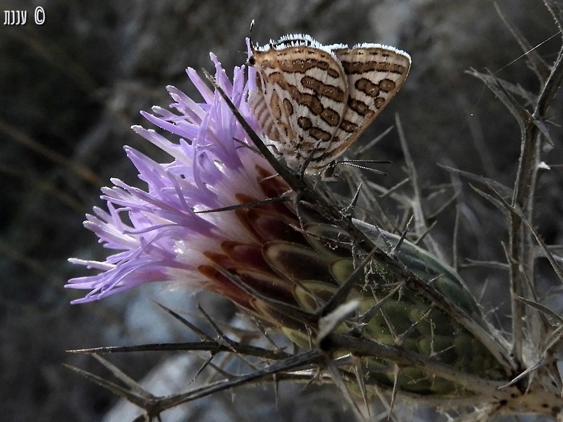 Cigaritis acamus  Cigaritis acamus,Geotagged,Israel,Summer,Tawny Silverline