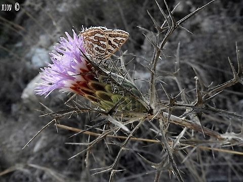 Cigaritis acamus  Cigaritis acamus,Geotagged,Israel,Summer,Tawny Silverline