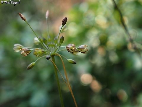 Allium tardiflorum the Autumn Allium is a rare species that grows only on Mt. Carmel.  Allium tardiflorum,Geotagged,Israel,Summer