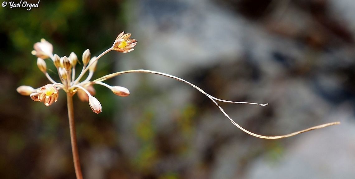 Allium tardiflorum  Allium tardiflorum,Geotagged,Israel,Summer