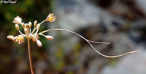 Allium tardiflorum  Allium tardiflorum,Geotagged,Israel,Summer