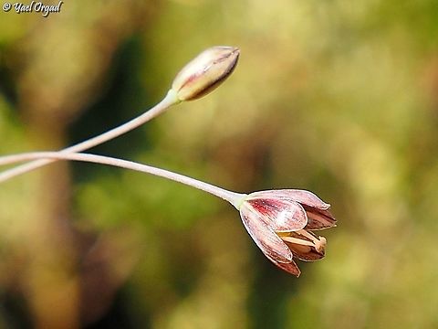 Allium tardiflorum Autumn Allium: flowers in September-October,  rare species from Mount Carmel.  Allium tardiflorum,Geotagged,Israel,Summer