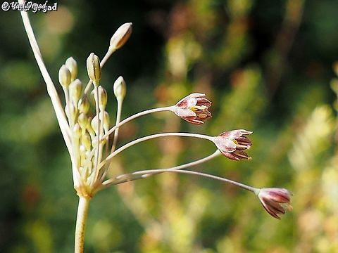 Allium tardiflorum  Allium tardiflorum,Geotagged,Israel,Summer