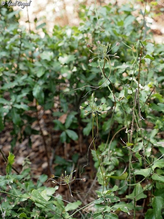 Allium tardiflorum: almost invisible this is how they look with their surroundings. almost invisible, really hard to spot.  Allium tardiflorum,Geotagged,Israel,Summer