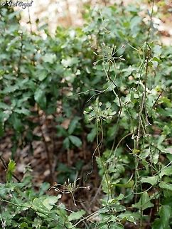 Allium tardiflorum: almost invisible this is how they look with their surroundings. almost invisible, really hard to spot.  Allium tardiflorum,Geotagged,Israel,Summer