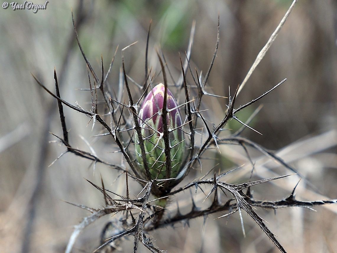 Nature's "Fabergé egg" Chamaeleon comosus&#039;s before blossom is so beautiful - just like Faberg&eacute; egg :-) <br />
 Chamaeleon comosus,Geotagged,Israel,Summer