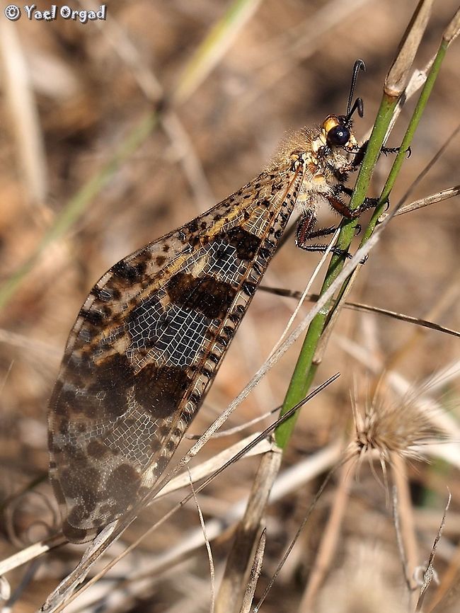 an Antlion - Palpares libelluloides  Geotagged,Israel,Palpares libelluloides,Summer
