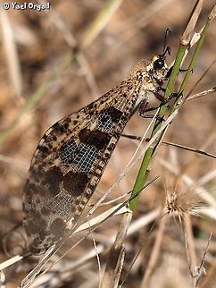 an Antlion - Palpares libelluloides  Geotagged,Israel,Palpares libelluloides,Summer