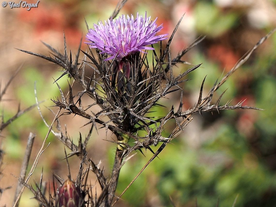 Chamaeleon comosus I know it as Atractylis comosa.... Chamaeleon comosus,Geotagged,Israel,Summer