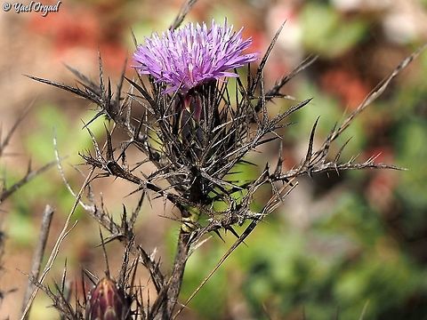 Chamaeleon comosus I know it as Atractylis comosa.... Chamaeleon comosus,Geotagged,Israel,Summer