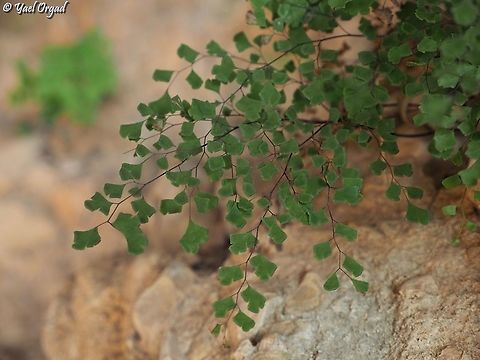 Adiantum capillus-veneris young leaves Adiantum capillus-veneris,Geotagged,Israel,Southern maidenhair fern,Summer