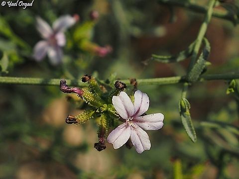 Plumbago europaea  Geotagged,Israel,Plumbago europaea,Summer