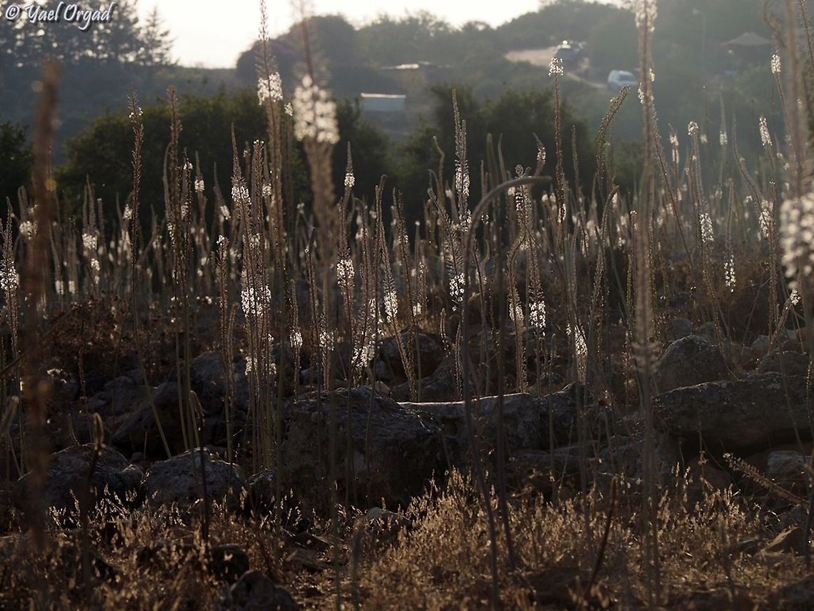 Drimia aphylla  Drimia aphylla,Geotagged,Israel,Maritime squill,Summer