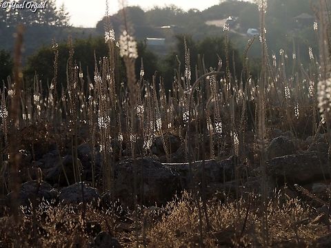 Drimia aphylla  Drimia aphylla,Geotagged,Israel,Maritime squill,Summer