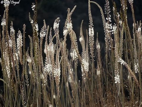 Drimia aphylla it's Drimia aphylla time on Tel Yodfat! there are thousands of them blooming there!  Drimia aphylla,Geotagged,Israel,Maritime squill,Summer