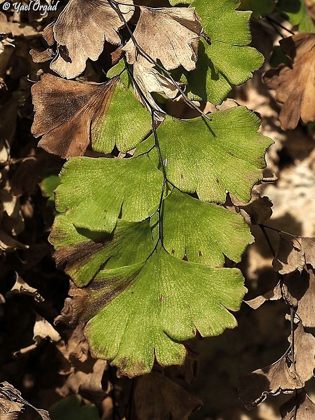 Adiantum capillus-veneris  Adiantum capillus-veneris,Geotagged,Israel,Southern maidenhair fern,Summer