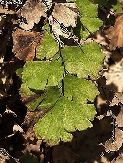 Adiantum capillus-veneris  Adiantum capillus-veneris,Geotagged,Israel,Southern maidenhair fern,Summer