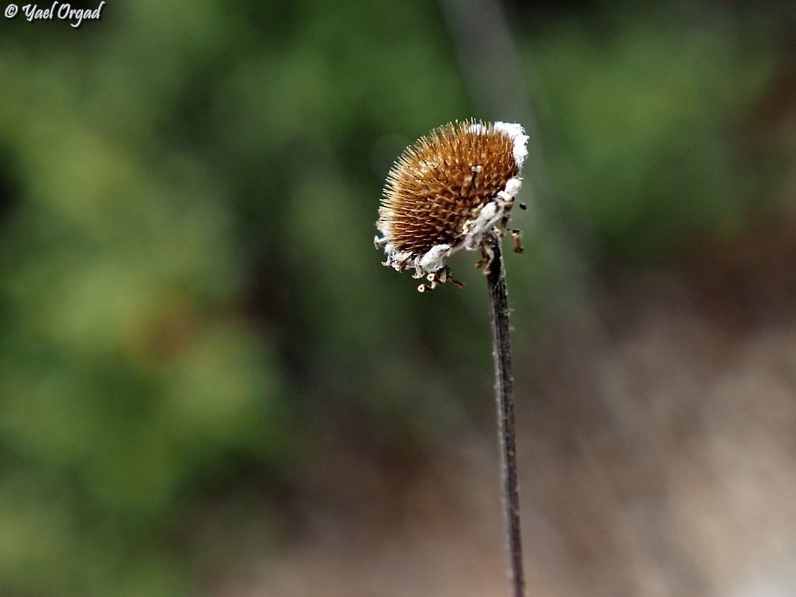 Cota tinctoria the dry heads are still unique and beautiful Cota tinctoria,Fall,Geotagged,Israel
