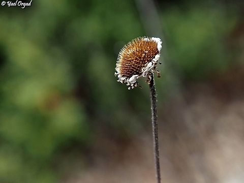 Cota tinctoria the dry heads are still unique and beautiful Cota tinctoria,Fall,Geotagged,Israel